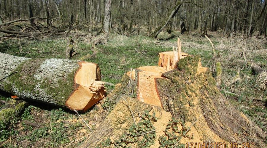 Zerstörte Greifvogelhorste: Grün geführtes Umweltministerium will nur mit medialer Feigenblatt-Aktion reagieren