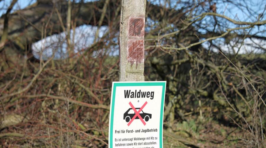 Weltnaturerbe „Buchenwald Grumsin“: Viele Probleme, aber Greifvögel sind sicher …